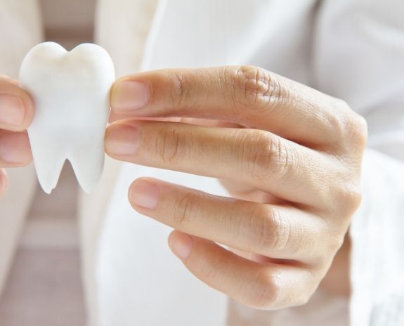 Dentist holding up a model tooth
