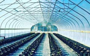 Doctor Montalbano's organic greenhouse